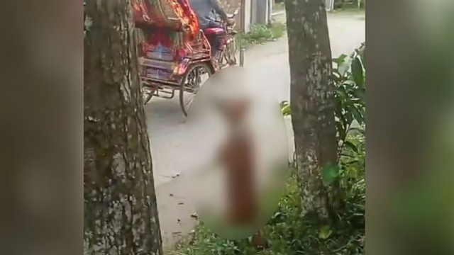 ছাগলকে কামড় দেওয়ার ঘটনায় কুকুরকে গাছে ঝুলিয়ে হত্যা, ভিডিও ছড়িয়ে ক্ষোভ